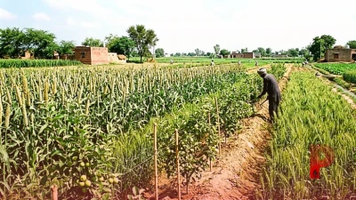 थाई एप्पल की खेती: गेहूं और बाजरे के साथ मेड़ पर उगाकर करें अतिरिक्त कमाई
