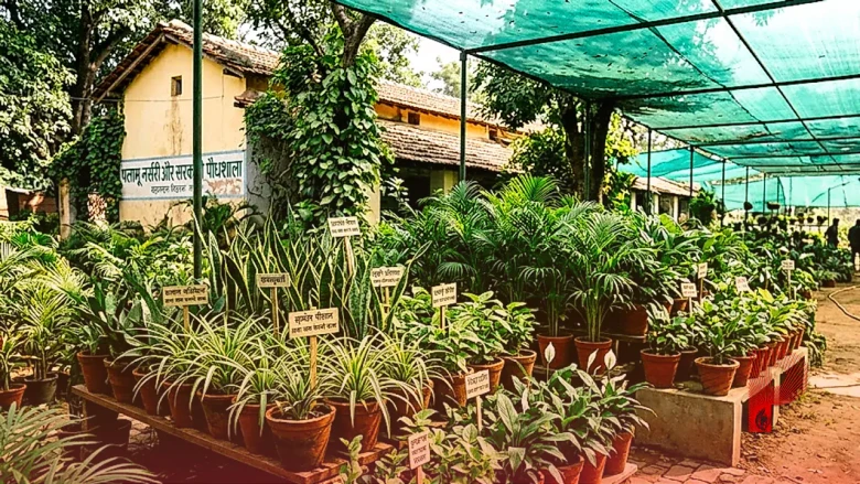 घर की जहरीली हवा को चुटकियों में साफ करेंगे ये इंडोर प्लांट्स, पलामू के एक्सपर्ट से जानें काम की बातें