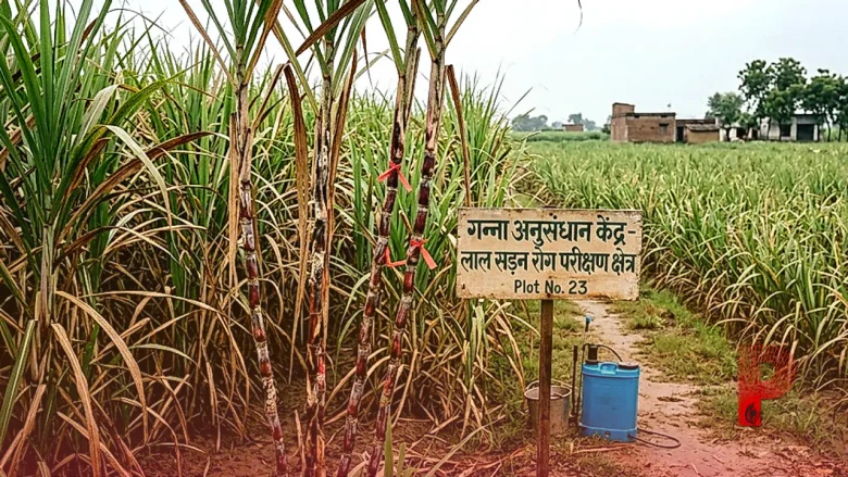 गन्ने की फसल पर मंडरा रहा लाल सड़न का खतरा, वैज्ञानिक ने बताए बचाव के प्रभावी तरीके