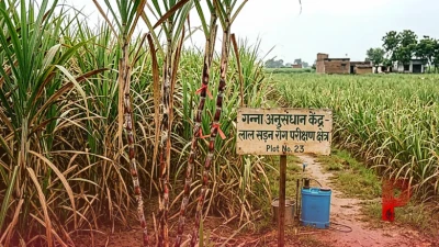 गन्ने की फसल पर मंडरा रहा लाल सड़न का खतरा, वैज्ञानिक ने बताए बचाव के प्रभावी तरीके