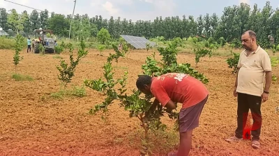 मौसमी के बाग में कुरथी की खेती, खाली जमीन का स्मार्ट इस्तेमाल दिलाएगा किसानों को दोहरा मुनाफा