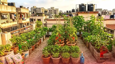रूफटॉप गार्डनिंग टिप्स: घर की छत पर उगाएं ताजी सब्जियां और फल, जानें सफल खेती का सही तरीका