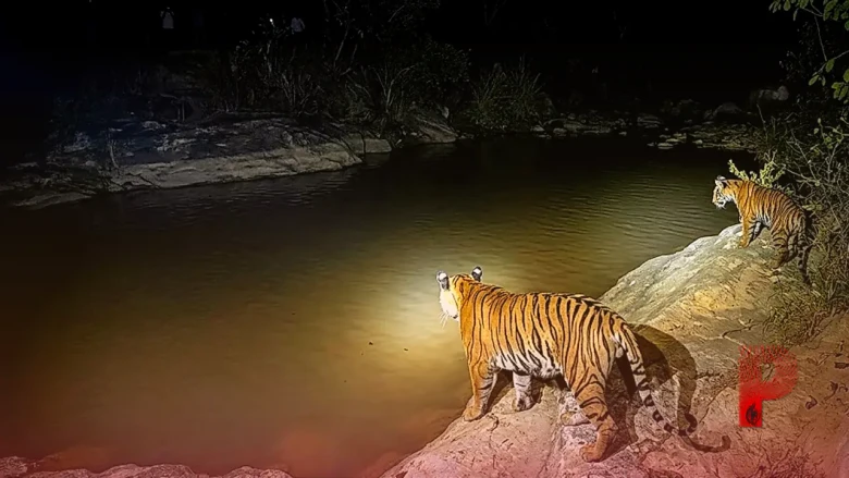 उड़ीसा में खूंखार रॉयल बंगाल टाइगर के गांव में घुसने से मचा हड़कंप, ग्रामीणों की चतुराई से हुआ सुरक्षित बचाव