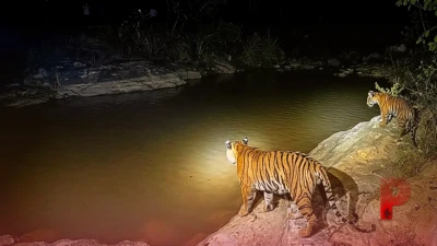 उड़ीसा में खूंखार रॉयल बंगाल टाइगर के गांव में घुसने से मचा हड़कंप, ग्रामीणों की चतुराई से हुआ सुरक्षित बचाव