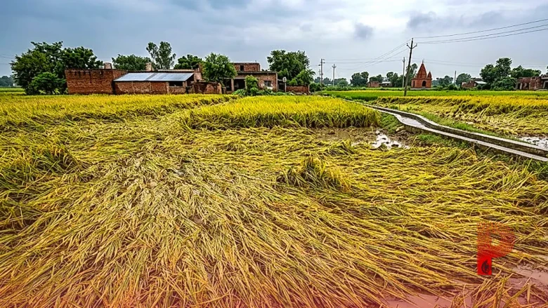 फरीदाबाद: आधी रात को बदले मौसम ने बिगाड़ा खेल, खेतों में बिछ गई धान की फसल, किसानों की बढ़ी चिंता