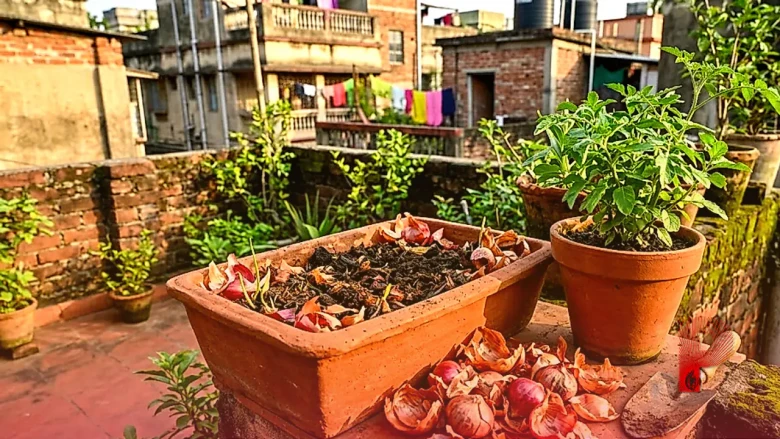 प्याज के छिलकों को न फेंकें कचरे में, घर पर ही मुफ्त में तैयार करें पौधों के लिए खाद