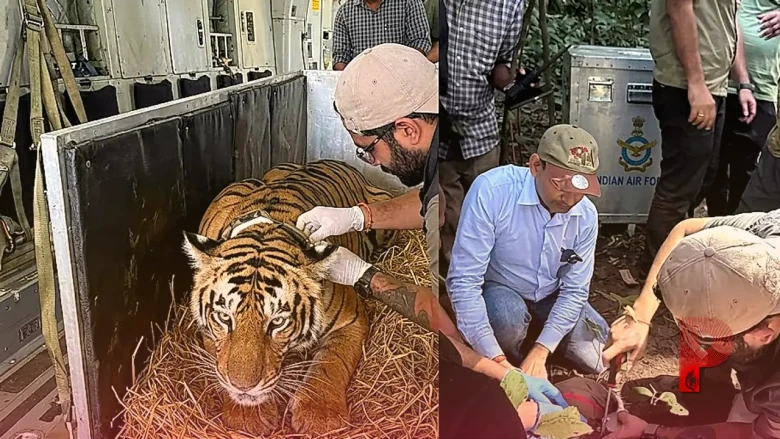 बिहार की बाघिन ने भरी हवाई उड़ान, भारतीय वायु सेना की मदद से पहुंची बक्सा टाइगर रिजर्व