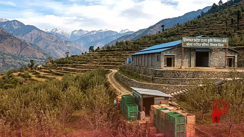 हिमाचल प्रदेश की 5 हजार करोड़ की सेब अर्थव्यवस्था पर मंडराया संकट, उत्पादन में 48 फीसदी की भारी गिरावट