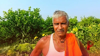 सीतामढ़ी के अरुण कुमार ने नींबू की खेती से बदली अपनी किस्मत, 4 कट्ठा से शुरू कर 1 बीघे तक फैलाया दायरा, सालाना कर रहे 2.5 लाख रुपये की शुद्ध बचत