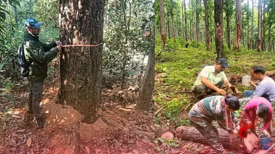 उत्तराखंड के जंगलों में एक सूक्ष्म कीट ने मचाई तबाही, 20 हजार से ज्यादा साल के पेड़ों पर मंडरा रहा खतरा