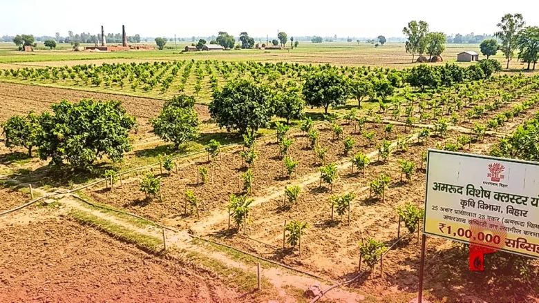 भोजपुर के किसानों के लिए बड़ी सौगात, 25 एकड़ में तैयार होगा अमरूद का विशेष क्लस्टर, मिलेगी ₹1 लाख की सब्सिडी