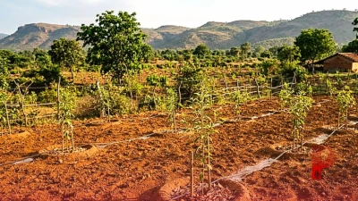 पलामू के किसान सतीश दुबे ने खेत में रोपे चंदन के 50 पौधे, 15 साल बाद उम्मीद है 50 लाख रुपये की बंपर कमाई की