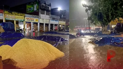 हरियाणा में मौसम का मिजाज बदला: पंचकूला में ओलावृष्टि, मंडियों में भीगी किसानों की फसल