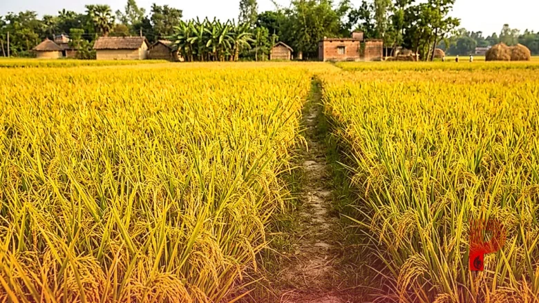 बिहार के किसानों के लिए वरदान साबित होगा सोनाचूर धान, कम पैदावार में भी दिलाएगा प्रति हेक्टेयर 85 हजार रुपये का अतिरिक्त मुनाफा