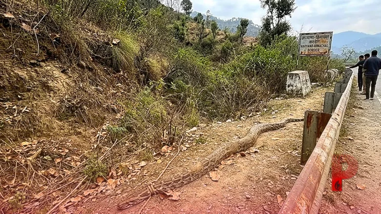 हरियाणा-हिमाचल सीमा पर मिला 10 फीट लंबा मृत अजगर, गले में बंधी रस्सी ने खड़े किए गंभीर सवाल