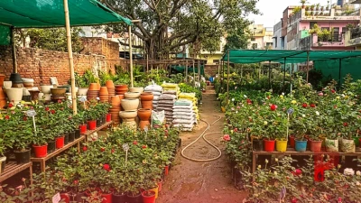 सर्दियों में छत और बालकनी में गुलाब लगाने का सही समय, जानिए नर्सरी से कैसे चुनें बेहतरीन पौधे