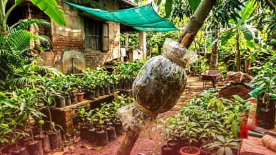 घर पर ही तैयार करें सैकड़ों फलदार पौधे, एयर लेयरिंग तकनीक से मात्र 2 साल में मिलेगा फल