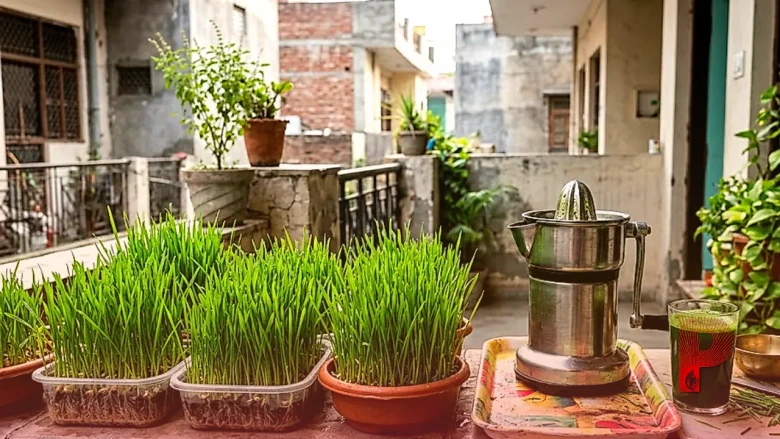 गेहूं के ज्वारे का जूस: घर पर उगाएं और पाएं सेहत का खजाना, जानें इस्तेमाल के सही नियम