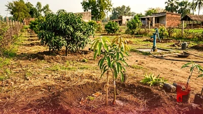 अक्टूबर में लगाएं हाइब्रिड आम के पौधे: ये किस्म देगी पूरे साल फल, जानें बागवानी का सही तरीका