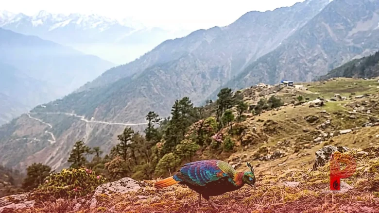 उत्तराखंड का राज्य पक्षी मोनाल संकट में, तेजी से सिमटता आवास और बदलती आवाज चिंता का विषय