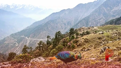 उत्तराखंड का राज्य पक्षी मोनाल संकट में, तेजी से सिमटता आवास और बदलती आवाज चिंता का विषय