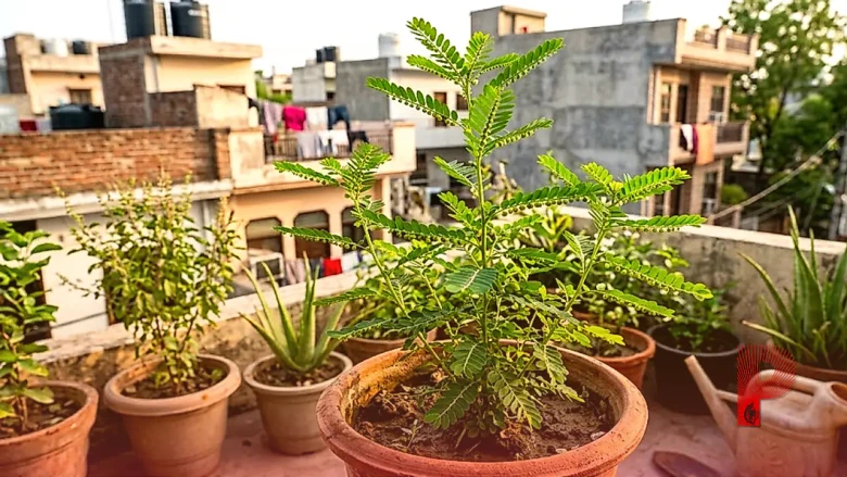 औषधीय गुणों का खजाना है भूमि आंवला, घर के गमले में उगाएं और बीमारियों को कहें अलविदा