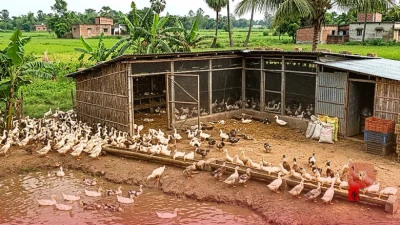 बत्तख पालन से सालाना 50 लाख की कमाई, बिहार के आर्यन ने बताया अंडे और मांस में क्या है ज्यादा फायदेमंद