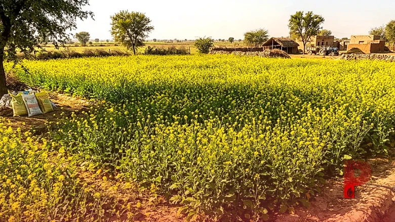कम सिंचाई वाले क्षेत्रों में सरसों की उन्नत किस्मों से करें बंपर कमाई, जानें बुआई और खाद का सही तरीका