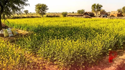 कम सिंचाई वाले क्षेत्रों में सरसों की उन्नत किस्मों से करें बंपर कमाई, जानें बुआई और खाद का सही तरीका