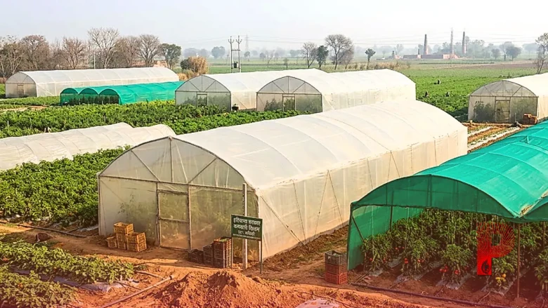 सर्दियों में गर्मियों वाली सब्जियां उगाकर कमाएं मुनाफा, हरियाणा सरकार दे रही है 50 प्रतिशत सब्सिडी