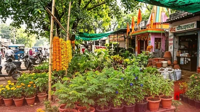 दशहरे से पहले घर में लाएं ये पौधे, वास्तु अनुसार बनी रहेगी सुख-समृद्धि