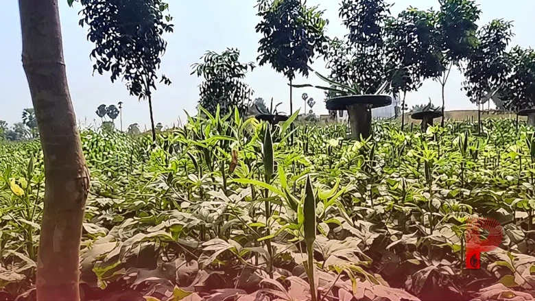 छपरा का आधुनिक कृषि मॉडल: हेमंत सिंह एक ही जमीन से कमा रहे हैं मोटा मुनाफा