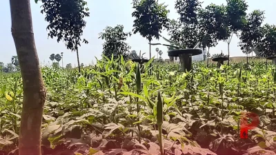 छपरा का आधुनिक कृषि मॉडल: हेमंत सिंह एक ही जमीन से कमा रहे हैं मोटा मुनाफा