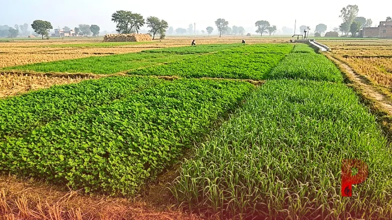 पशुपालन: सर्दियों में हरे चारे की कमी से मिलेगी निजात, धान के खेतों में लगाएं बरसीम और जई