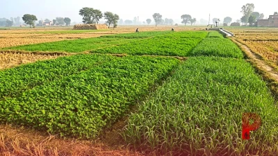पशुपालन: सर्दियों में हरे चारे की कमी से मिलेगी निजात, धान के खेतों में लगाएं बरसीम और जई
