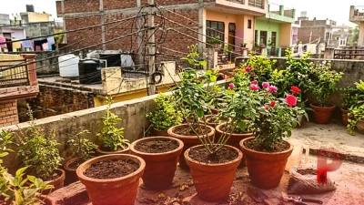 अक्टूबर के महीने में गुलाब के पौधे की ऐसे करें देखभाल, फूलों से लद जाएगा गमला