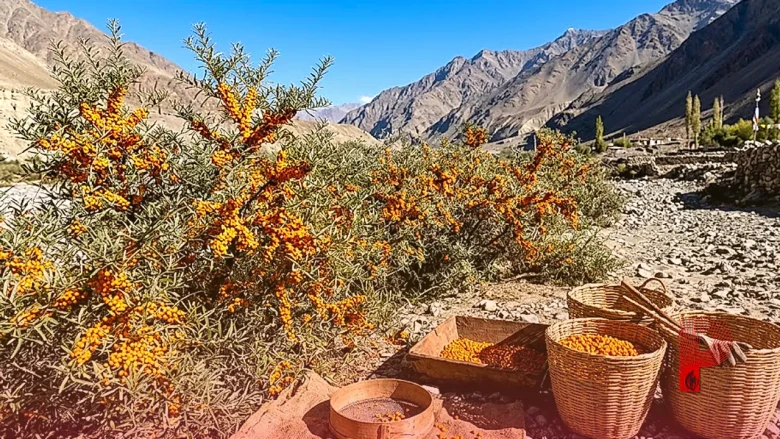 सी बकथॉर्न है एक शक्तिशाली सुपरफूड, प्रधानमंत्री नरेंद्र मोदी भी लेते हैं इसे आहार में