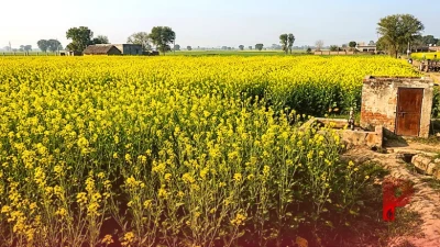 सरसों की खेती से बंपर कमाई: 120 से 150 दिनों में तैयार होगी फसल, कृषि विशेषज्ञ से जानें वैज्ञानिक तकनीक