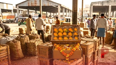 अनोखा चमत्कार: भीषण गर्मी और बारिश की कमी के बीच अक्टूबर में बाजार पहुंचा केसर आम, 14,500 रुपये में बिका एक बक्सा