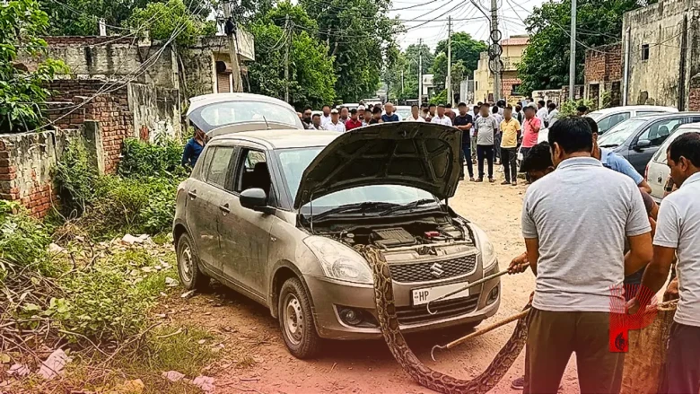 हिमाचल से अंबाला तक कार में सफर करता रहा 10 फीट का अजगर, रेस्क्यू में पसीने छूटे
