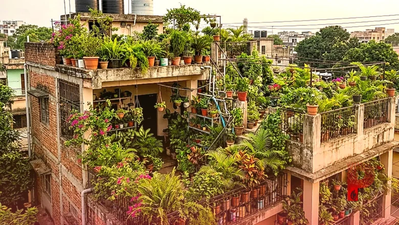 जमशेदपुर के अटल बिहारी ने घर को बनाया हरियाली का स्वर्ग, लगाए हैं 300 से ज्यादा पौधे