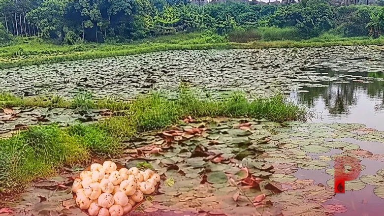 धान के खेतों में मखाना उगाकर मालामाल होंगे भागलपुर के किसान, बीएयू की नई तकनीक ने दिखाया कमाल