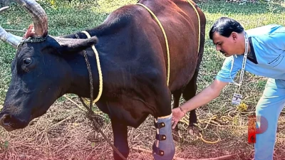 उदयपुर में नारायण सेवा संस्थान की अनोखी पहल: तीन पैरों से लाचार गाय को लगा कृत्रिम पैर, फिर से चलने लगी जिंदगी
