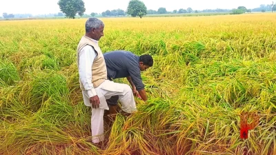 हरियाणा में चक्रवाती तूफान अर्नब का कहर: बासमती की फसल बर्बाद, किसानों की बढ़ी चिंताएं